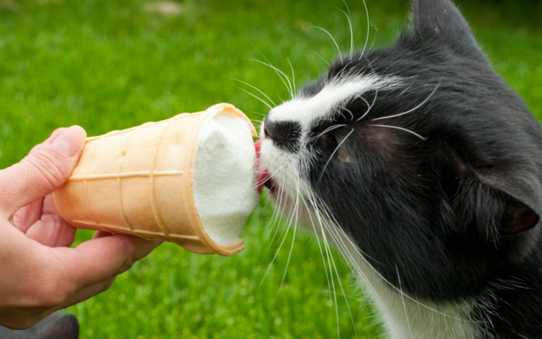 A cat with some ice cream.