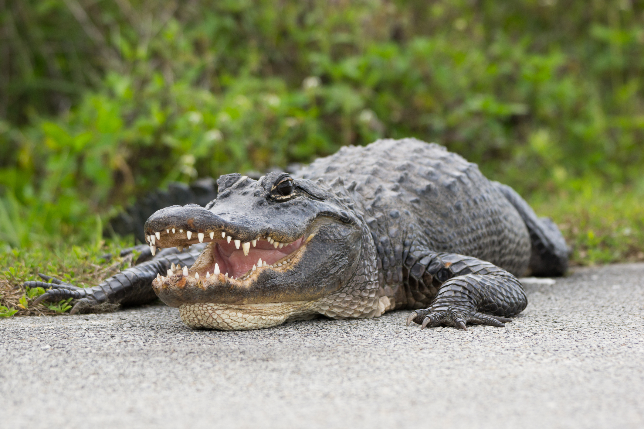 Alli Gator Photoshoot