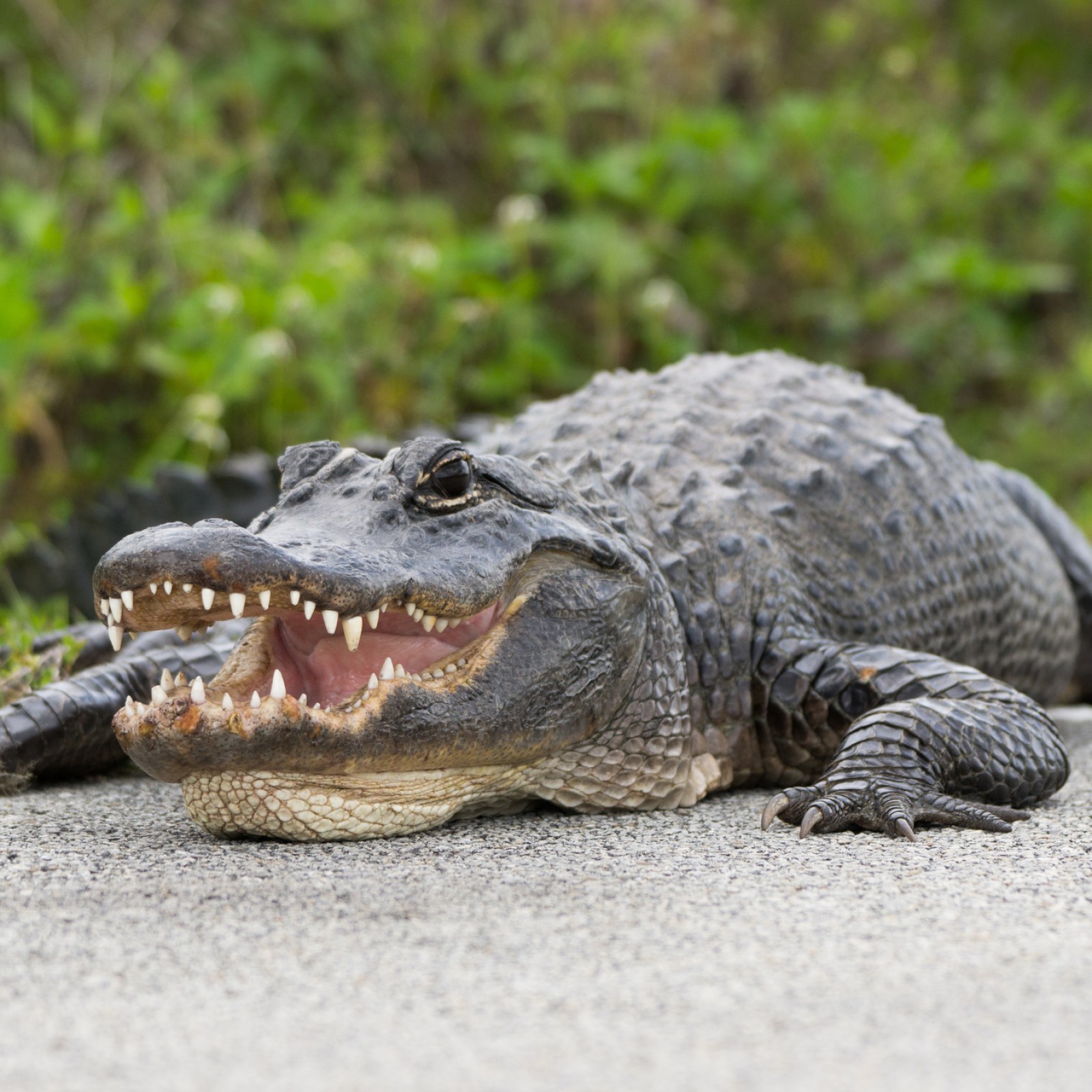 Teen Tourists That Captured Alligator told Police They Were 'Bored'