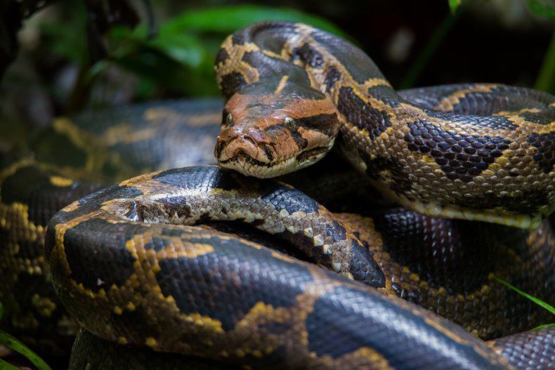 python