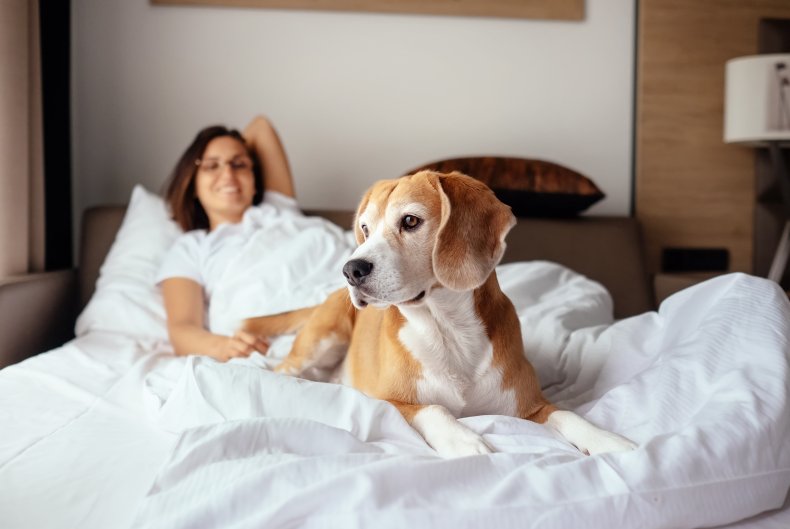 A beagle dog on bed with woman.