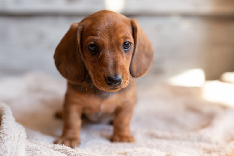 A dachshund puppy seen on a blanket. 