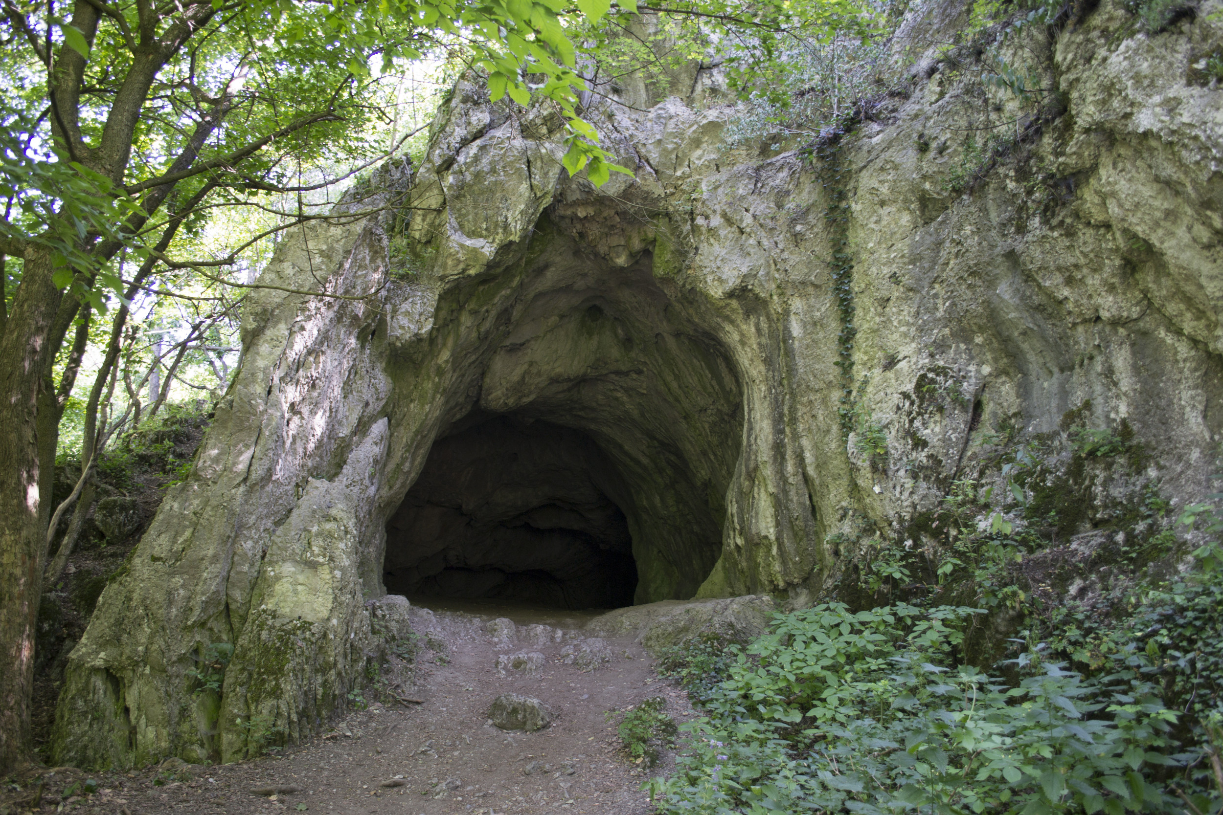 Spelunkers Rescue 13-Year-Old Dog From Cave Months After She Went Missing
