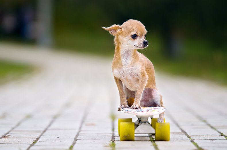 Chihuahua does tricks