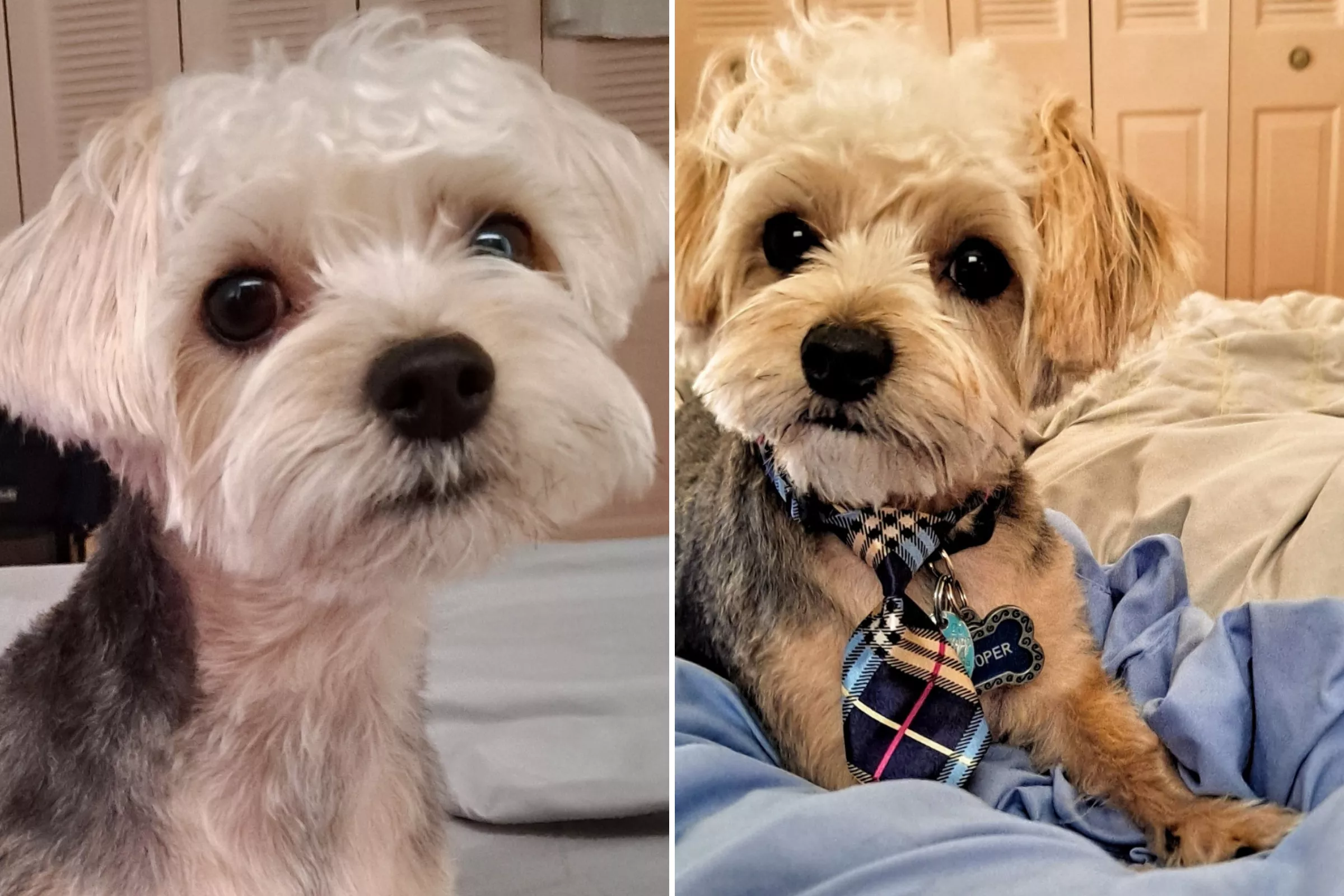 'He Gives Me Purpose': Dapper Yorkshire Terrier Wins Pet of the Week - Vimarsana News