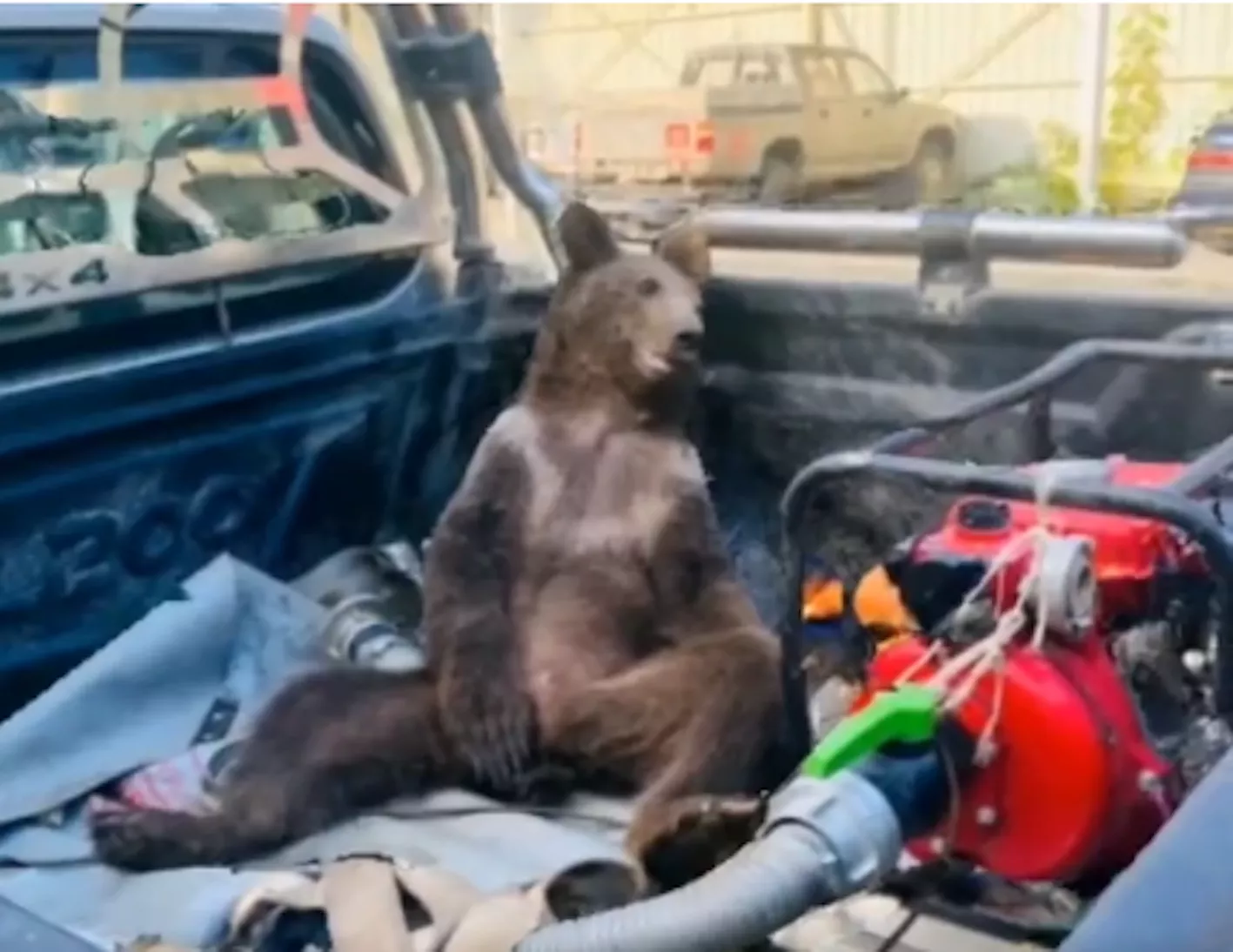 Bear Filmed Tripping on Hallucinogenic 'Mad Honey' - Vimarsana News