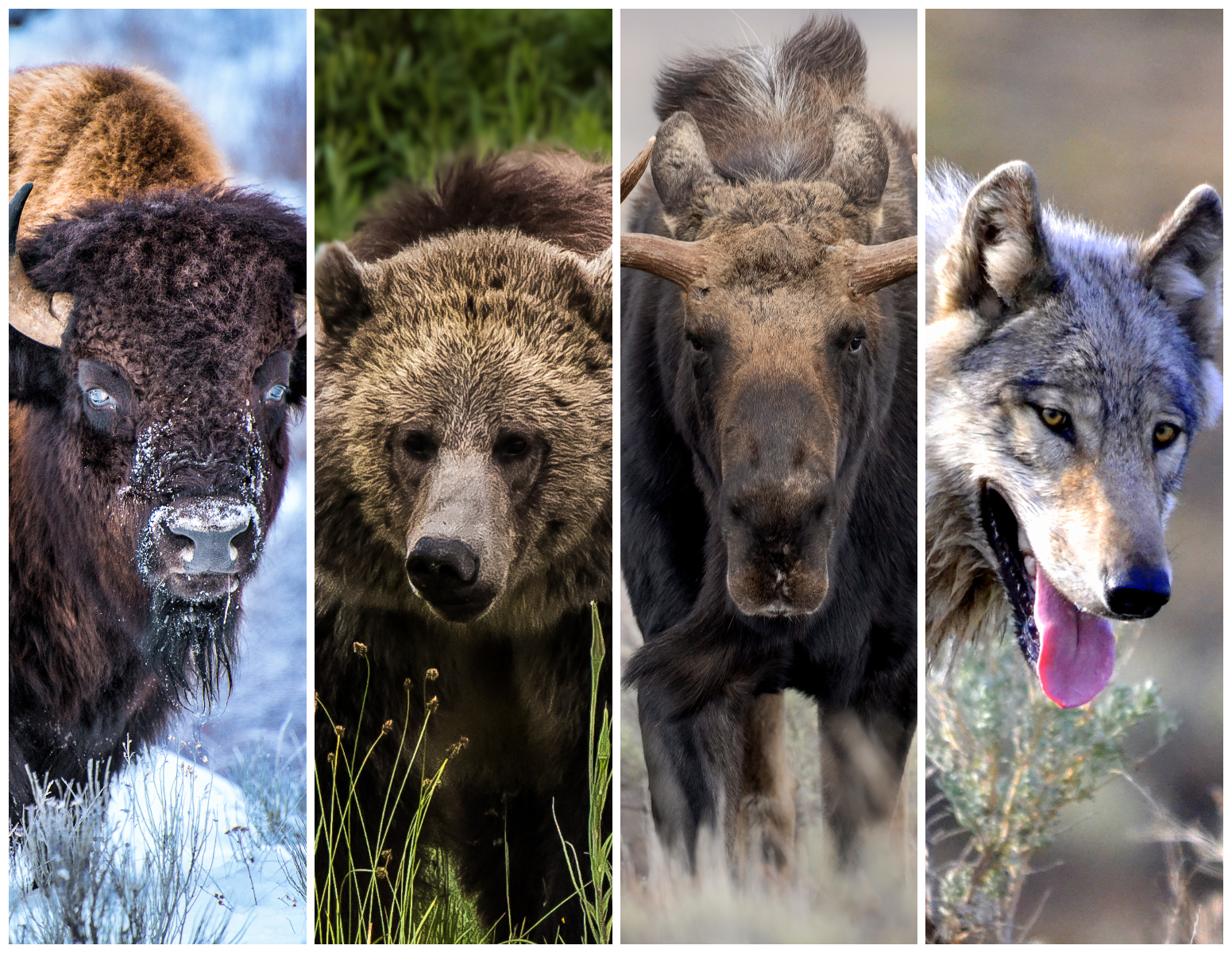 Are Dog Allowed In Yellowstone National Park