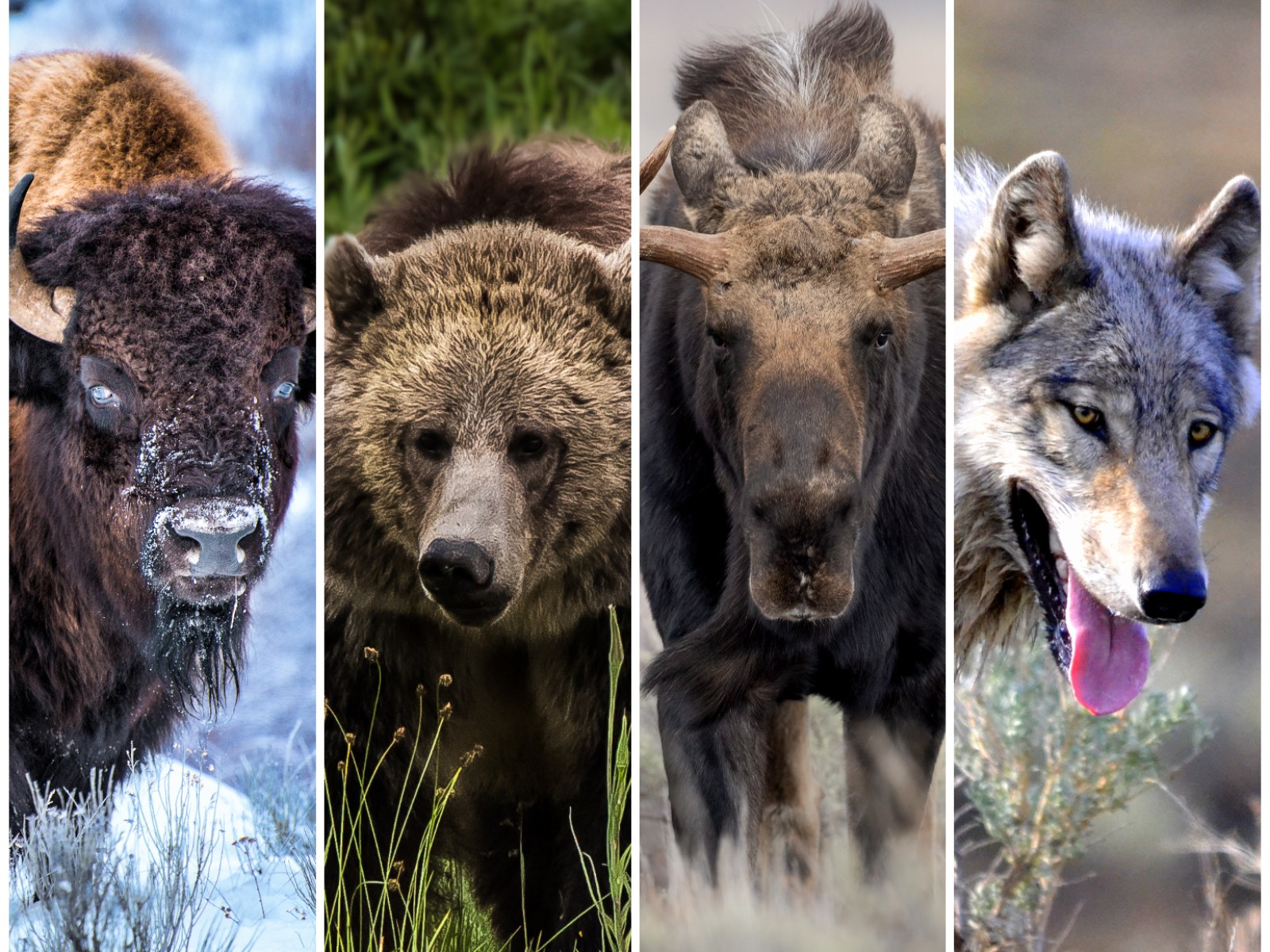 The Most Dangerous Animals in Yellowstone National Park