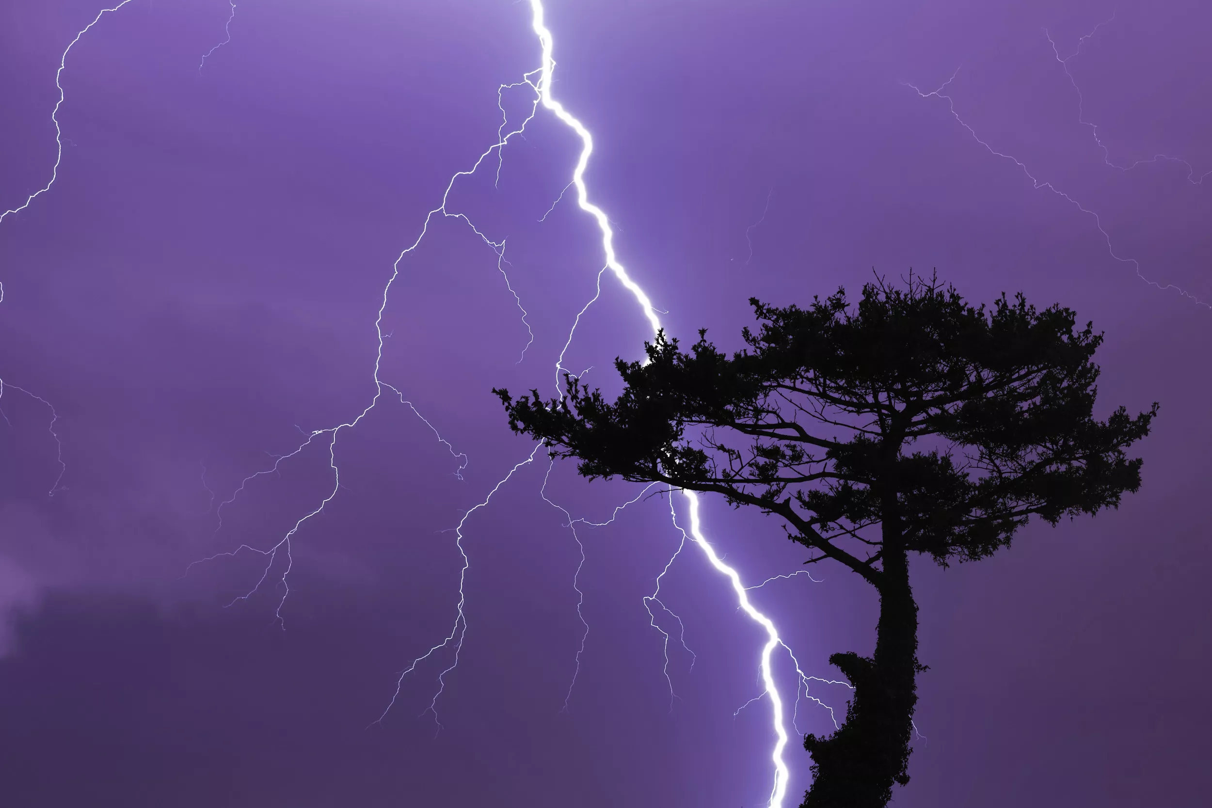 Top 66 Imagen Lightning Tree Abzlocal Fi 