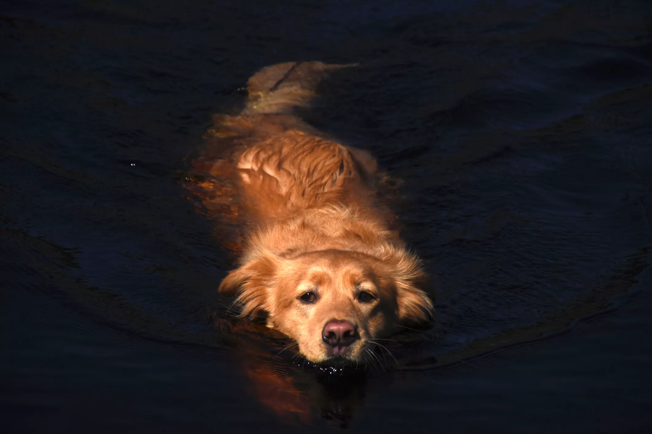 Adorable Dog Hoisted Onto Boat After Swimming in Ocean Melts Hearts - Vimarsana News