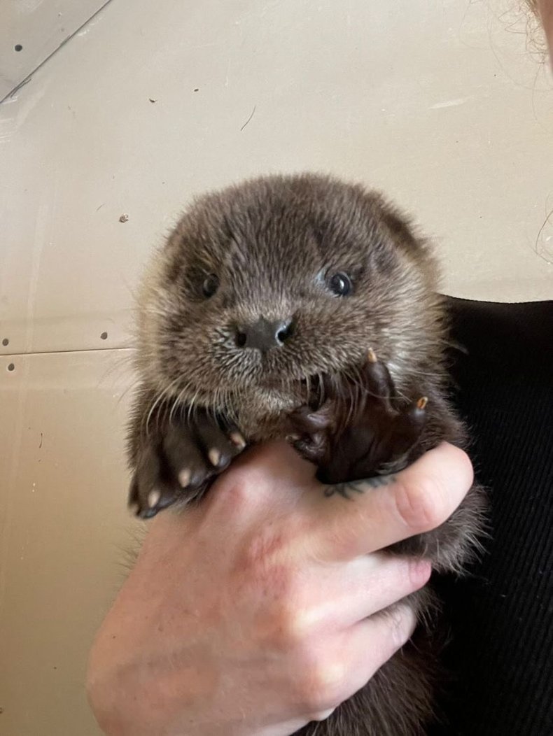 Otis the otter
