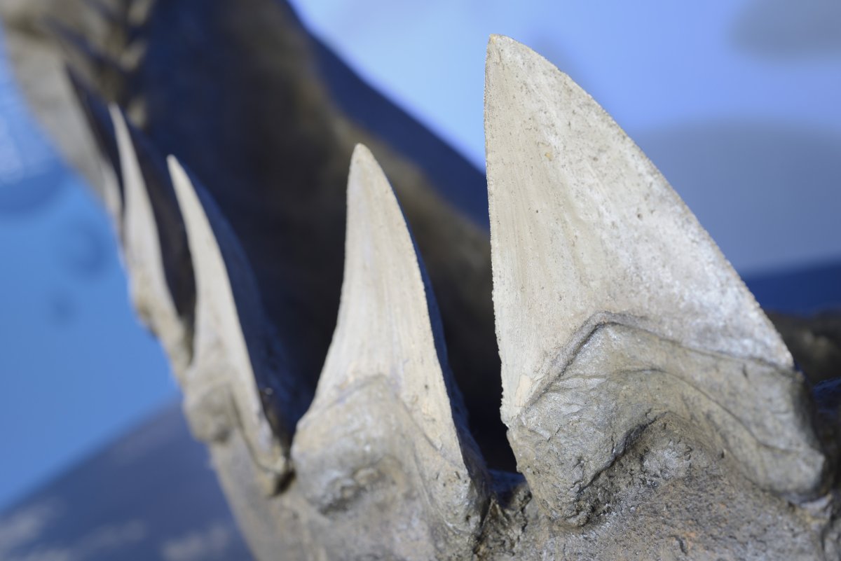 Reconstruction of a prehistoric shark's jaw