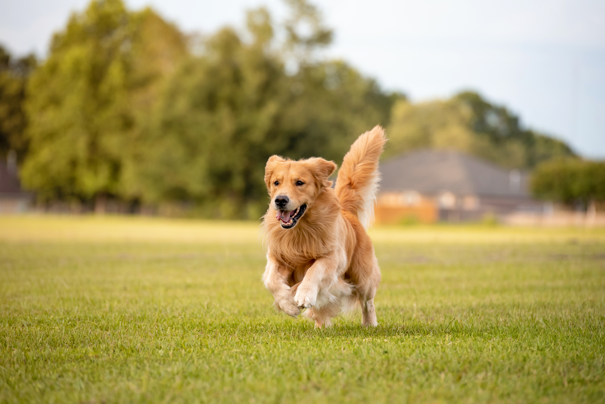 Dog not sale on leash