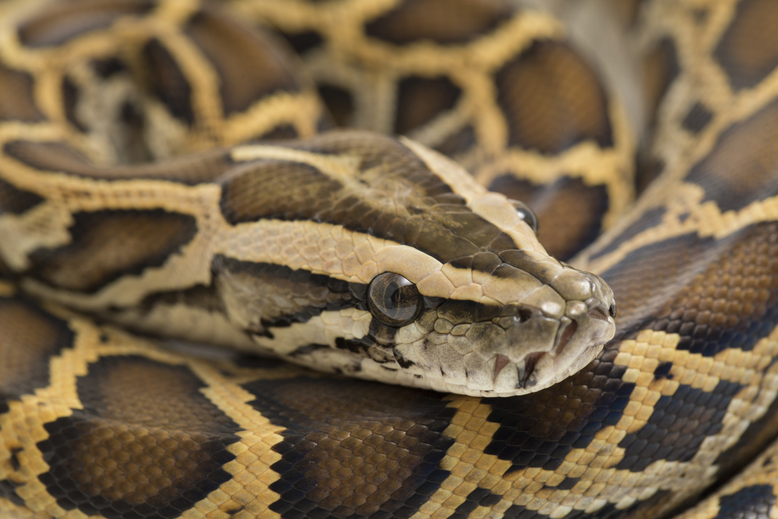 giant burmese pythons