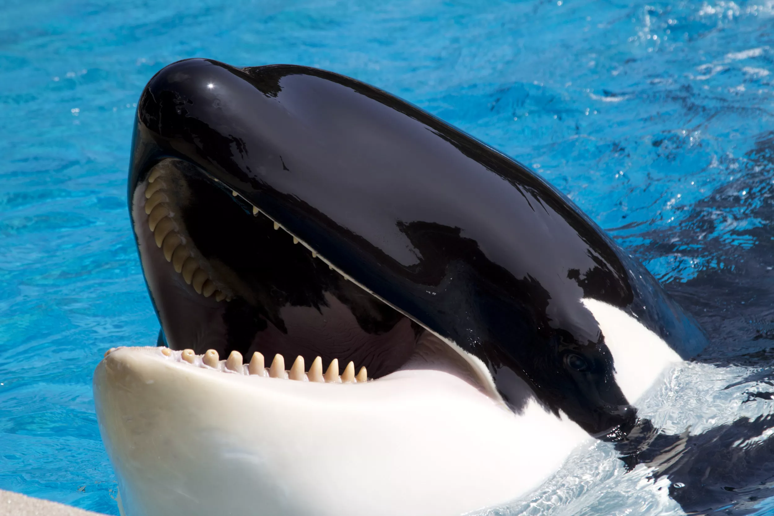 Lolita the Killer Whale May Return to Mother After Decades in Captivity - Vimarsana News