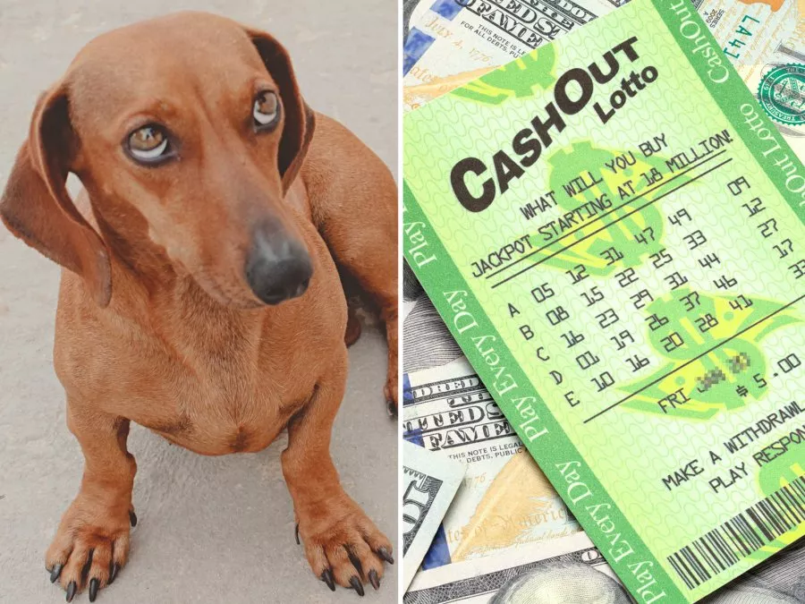 Dog Eats Memenangkan Tiket Lotre, Pemilik Masih Berhasil Mengklaim Uang