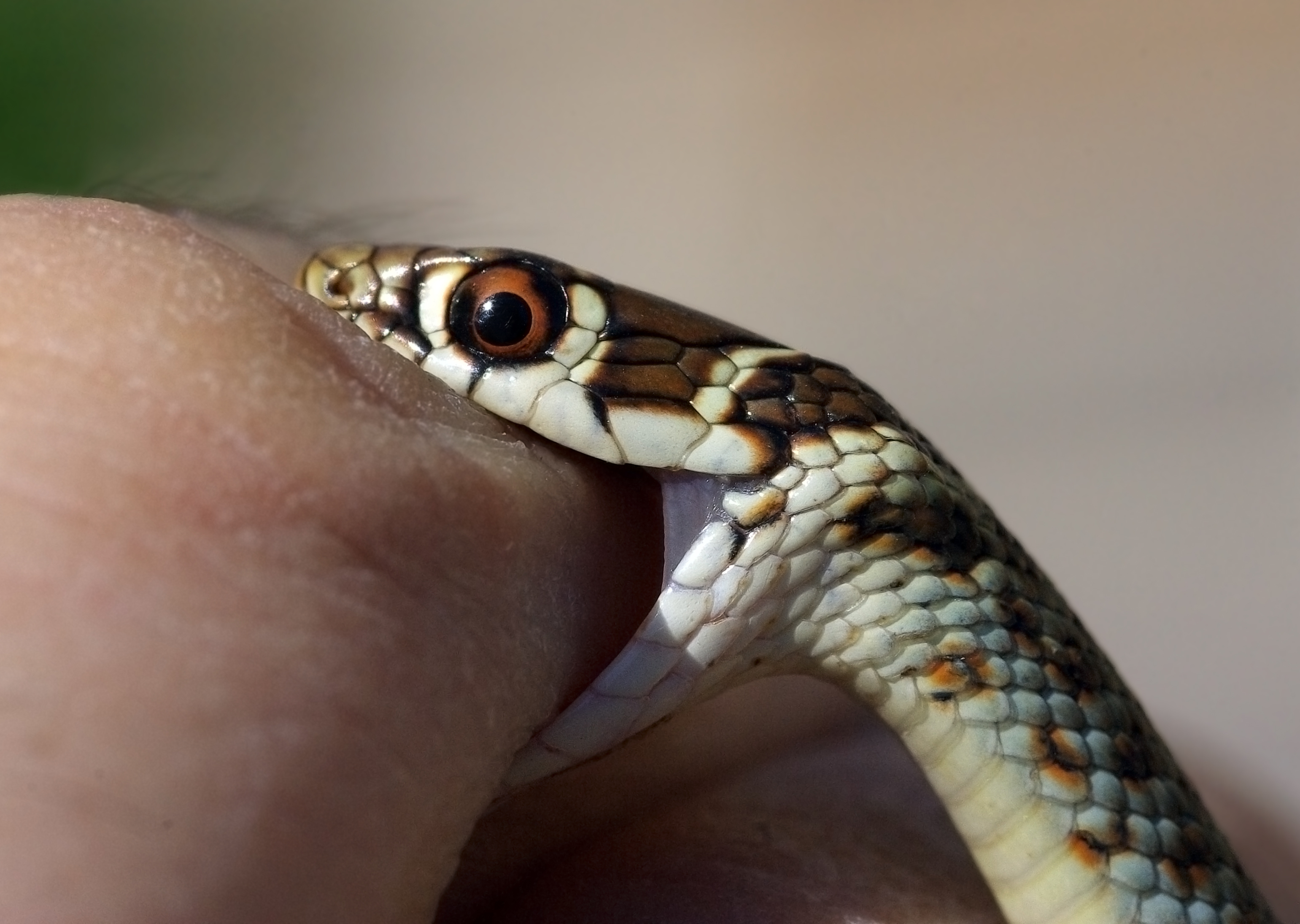 Toddler Bites Snake to Death after It Sunk Its Fangs into Her Lip