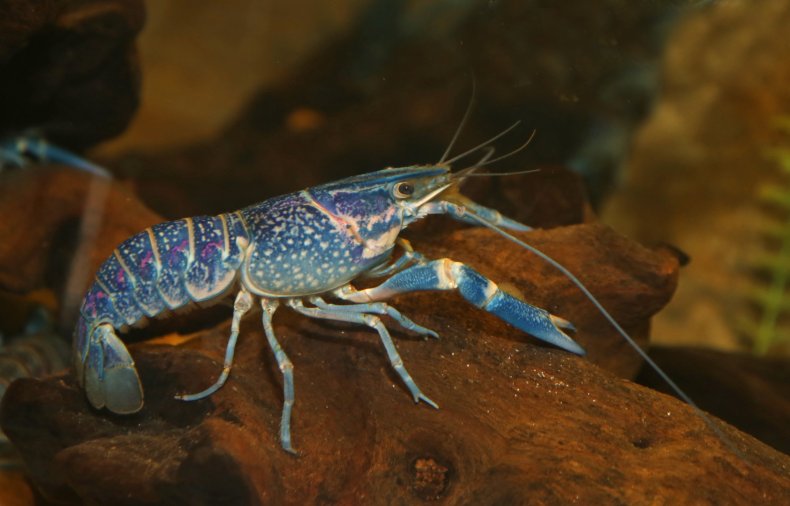 An Australian redclaw crayfish