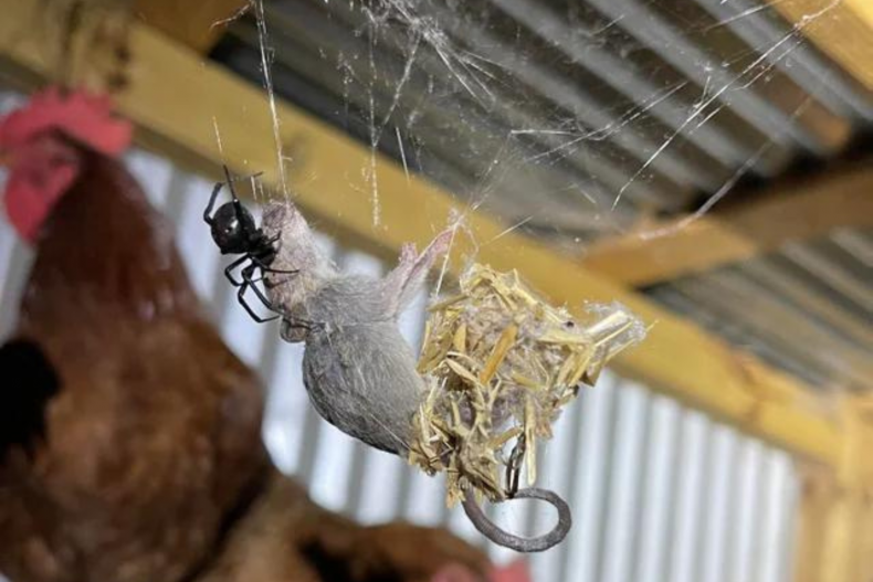 Spider with mouse in web