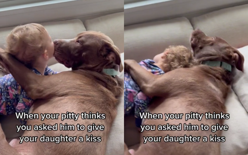 A dog kissing a young child.