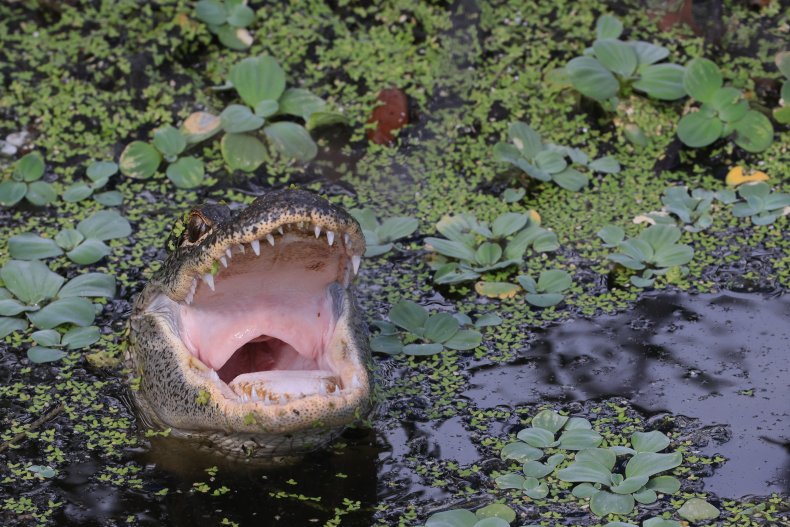 Florida Wildlife And Daily Life Scenes