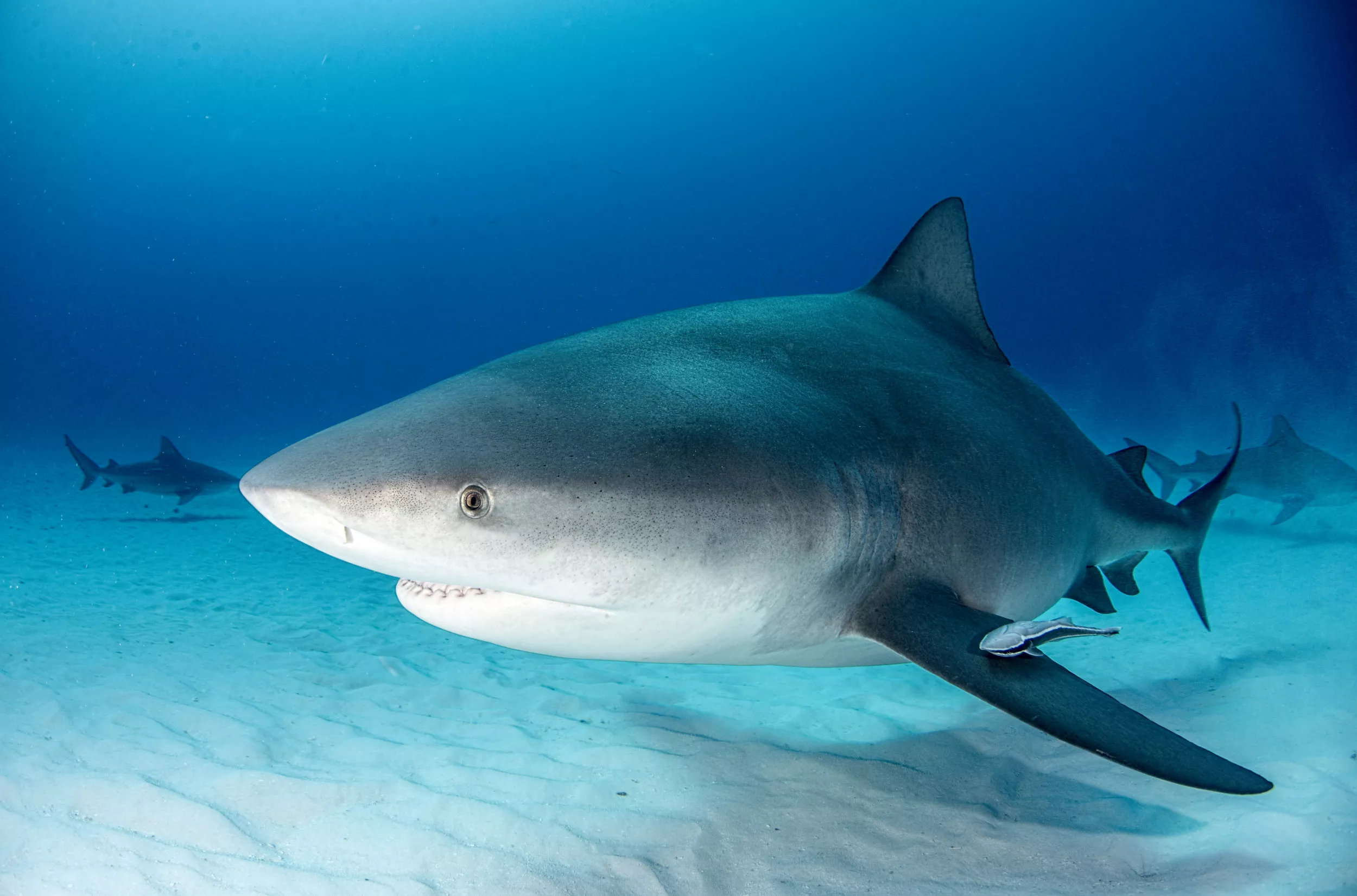 Florida Shark Attack Leads to Leg Amputation for 10-Year-Old Boy - Vimarsana News
