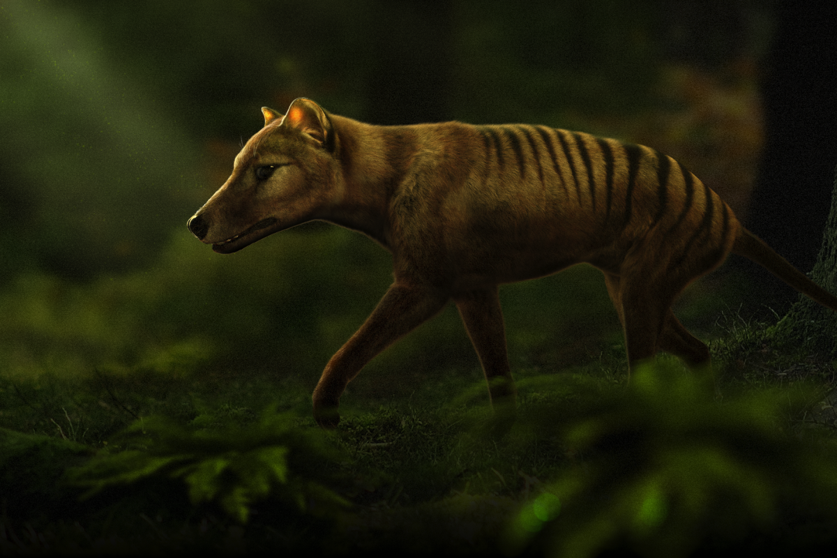 A thylacine or Tasmanian tiger