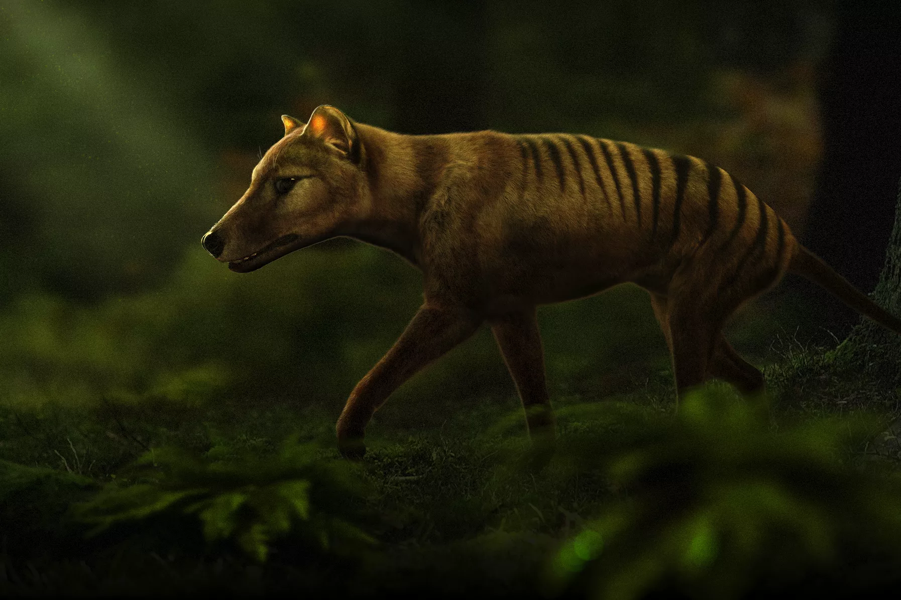 Genetics Company Wants To Bring Iconic Tasmanian Tiger Back From Extinction - Vimarsana News