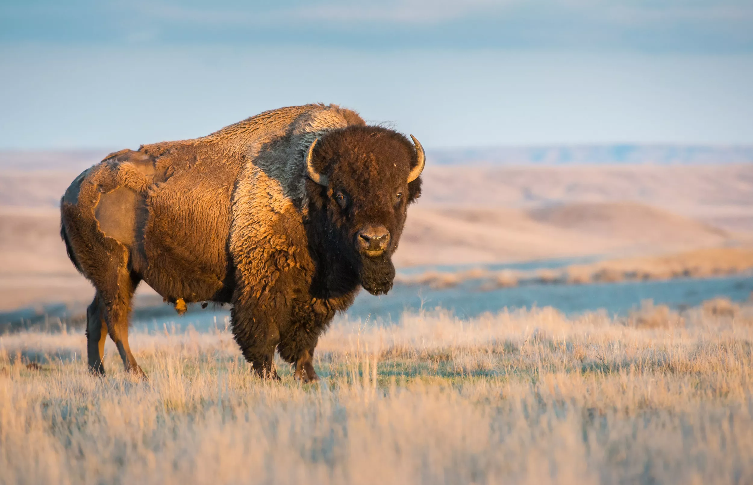 Teenager Gored by Huge Bison in South Dakota State Park - Vimarsana News