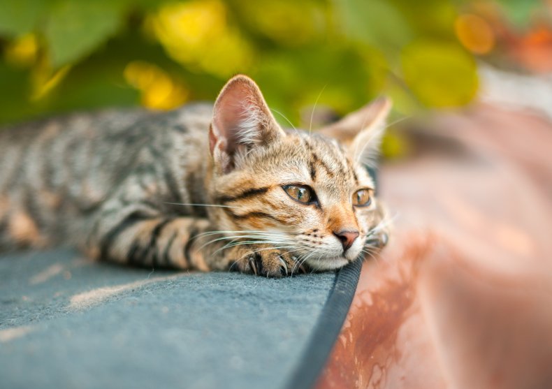 A cat laying on a ledge outdoors. 