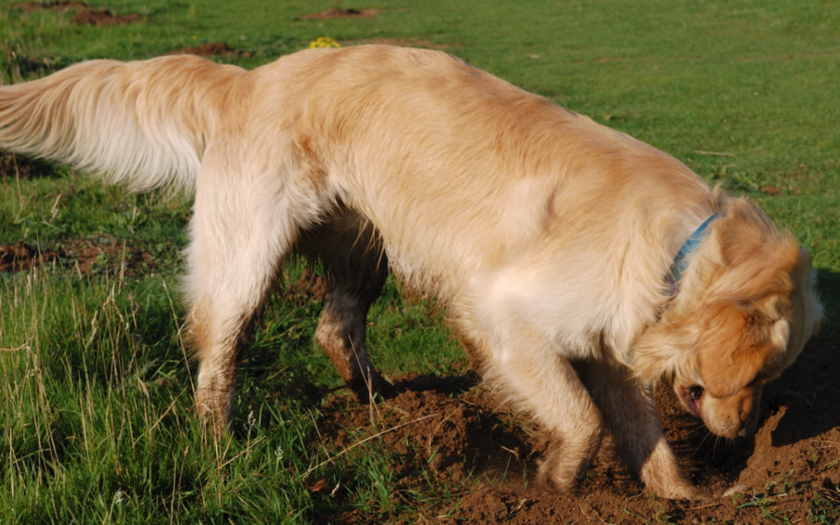 Dog dug. Собака копает землю фото. Собака копает землю на человека фото. Собака копает землю зачем я это делаю. Как отучить собаку копать ямы на участке.