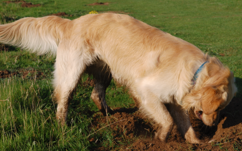 A Labrador digging a hole.