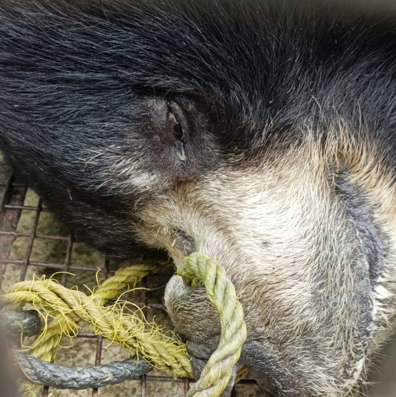 Sloth Bear