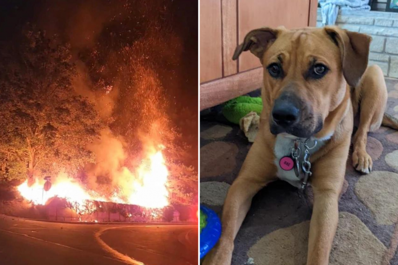 Fire and dog that warned owners