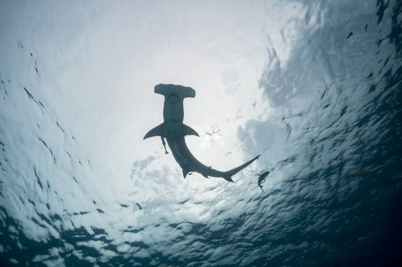 Great hammerhead shark
