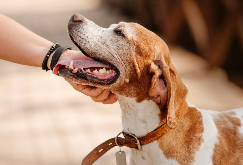 Dog being stroked