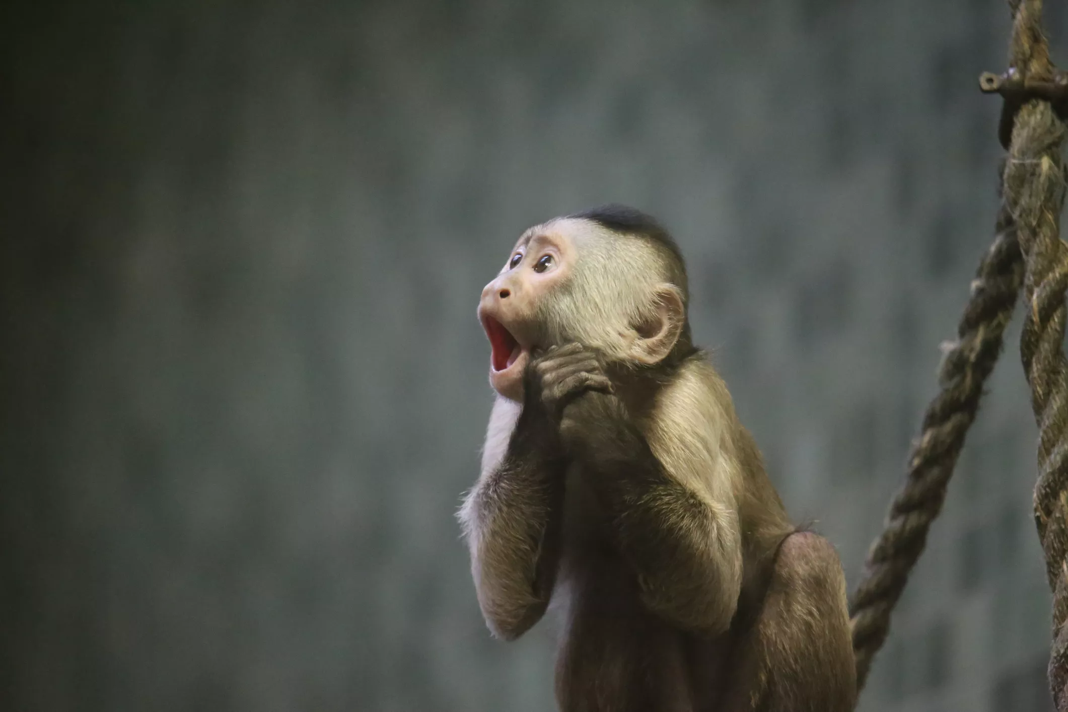 Adorable Monkey Shocks Police and Zoo After Calling Emergency Services - Vimarsana News