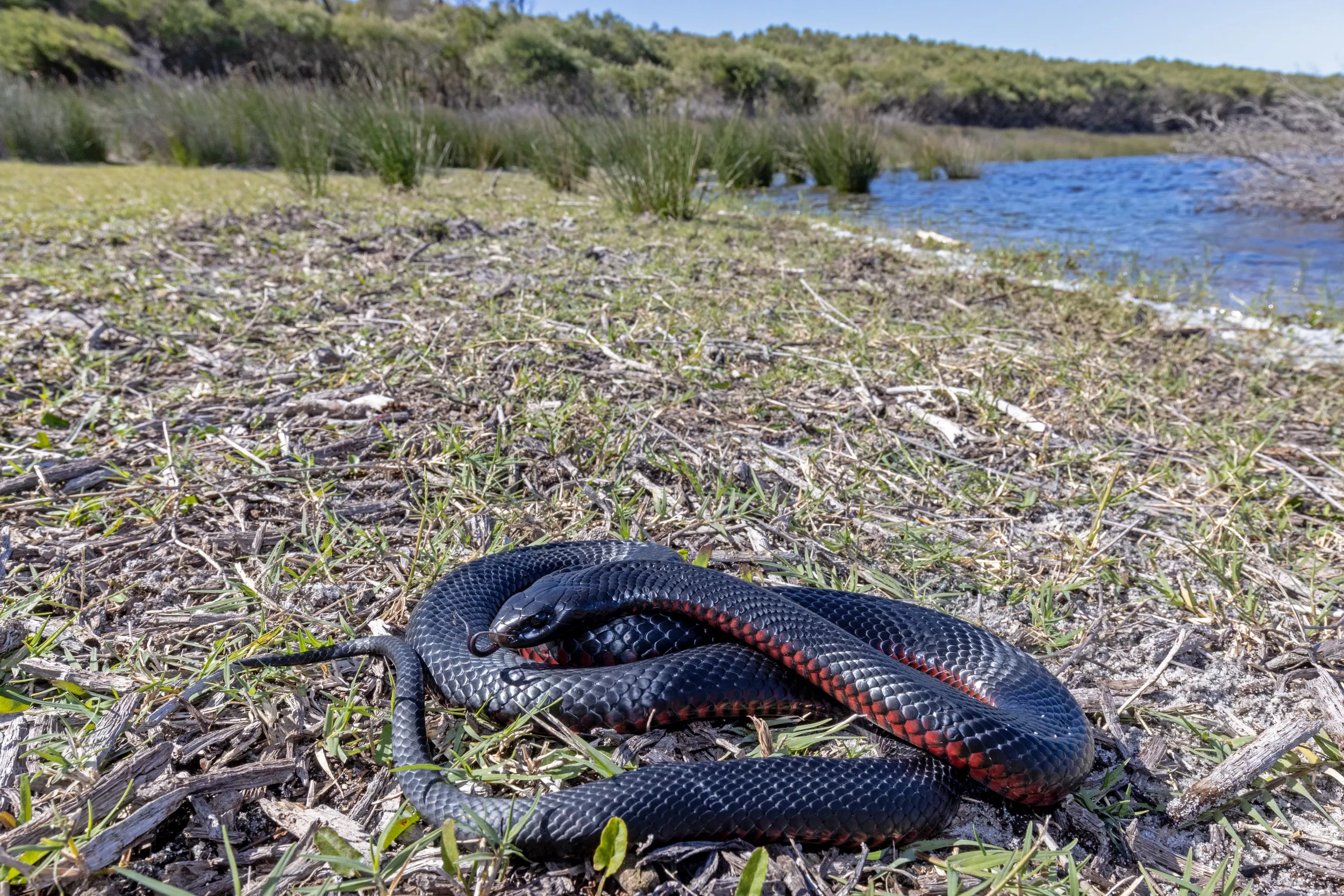 Couple Discovers Venomous Snake at Their Feet While Driving Down Highway - Vimarsana News