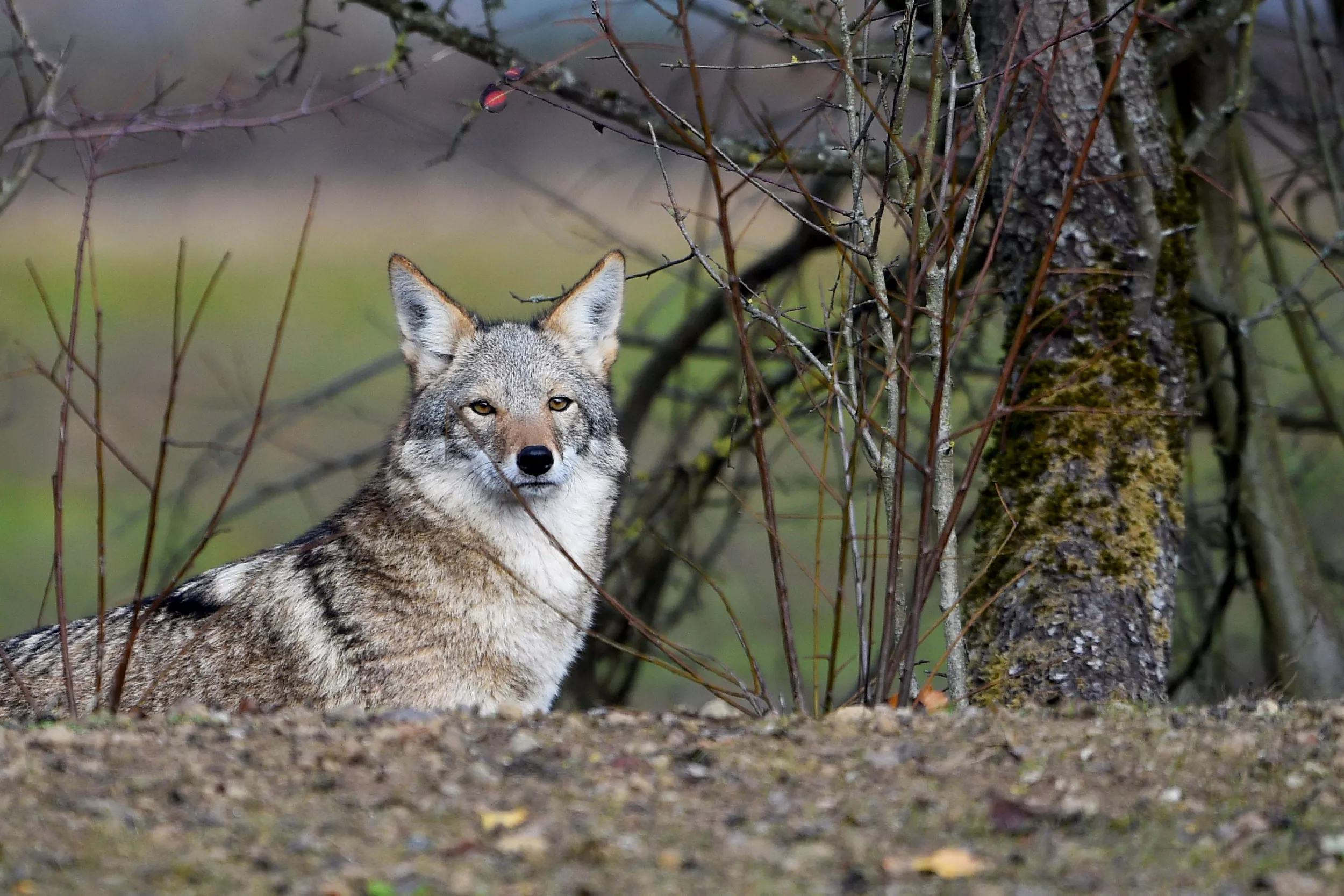 Renowned Ultramarathon Runner Attacked by Coyote During Race - Vimarsana News