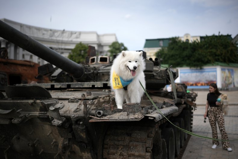 A Ukrainian dog on a destroyed Russian tank Kyiv