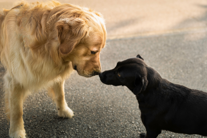 Golden Retriever meets another dog