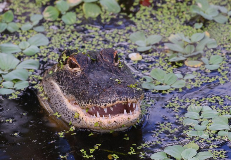 Alligator