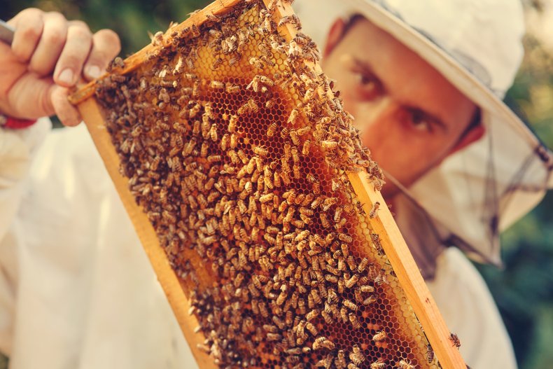 beekeeper