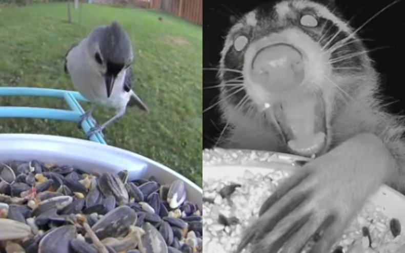 A bird feeder and a raccoon.