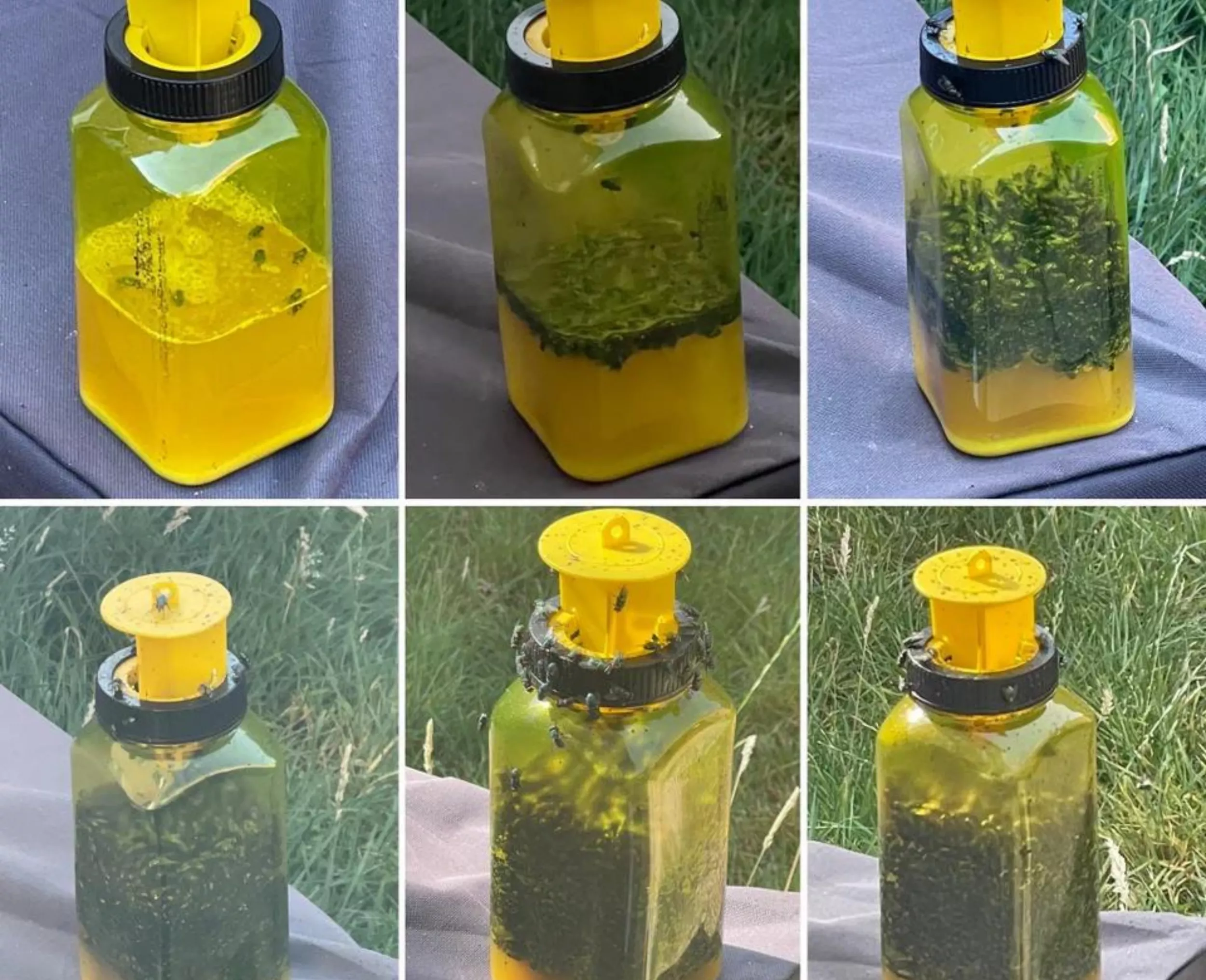 Fly Trap Filled in Just Six Days Shocks Internet: 'Forbidden Vinaigrette' - Vimarsana News