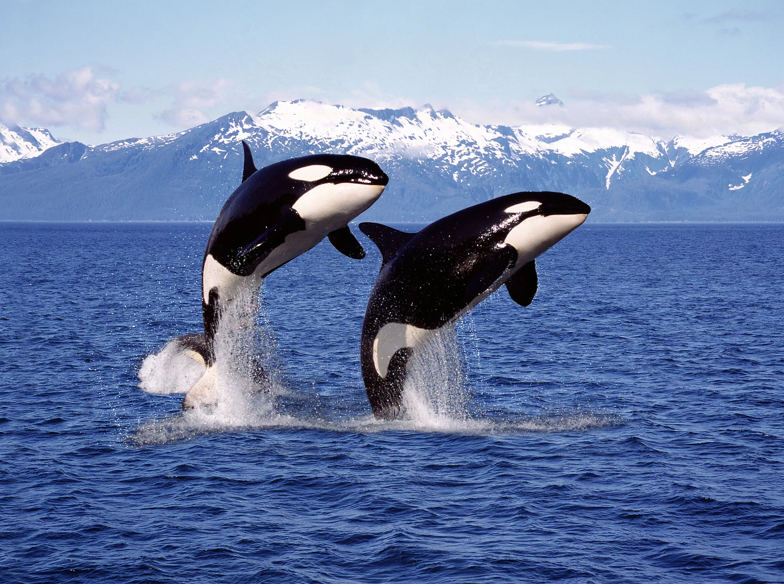 Why Don't Orca Ever Attack Humans in the Wild? - Vimarsana News