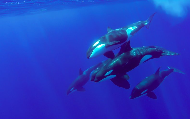 A group of killer whales