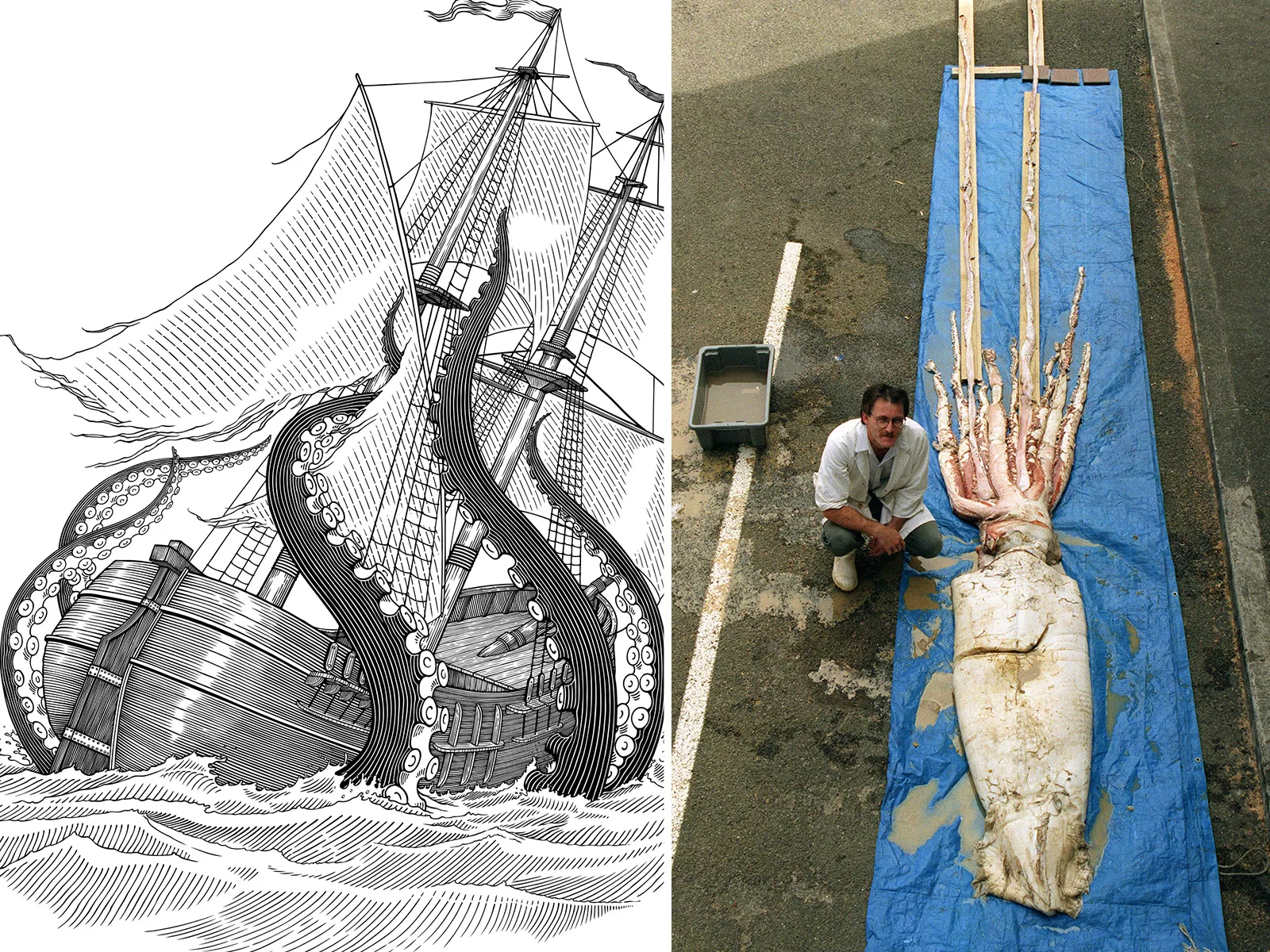 Giant Squid With Fist-Sized Beak Discovered Washed Up on Beach - Vimarsana News