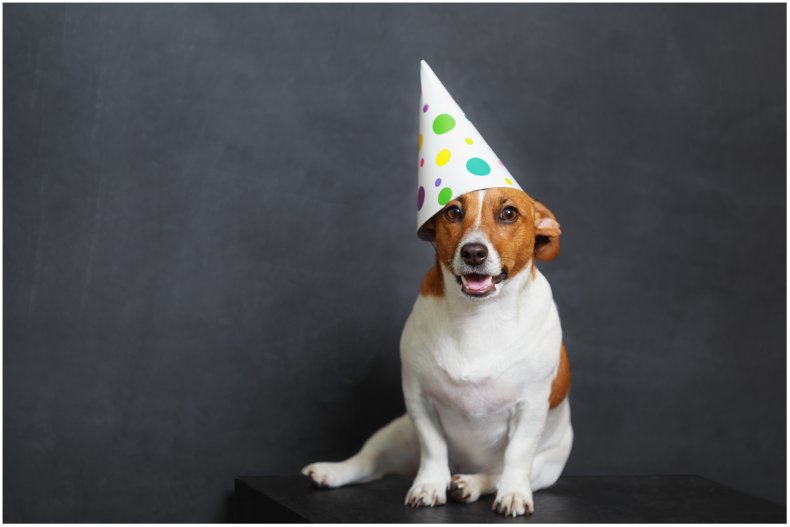 Stock image of dog wearing a hat