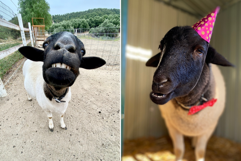 Elvis the sheep — reader submission